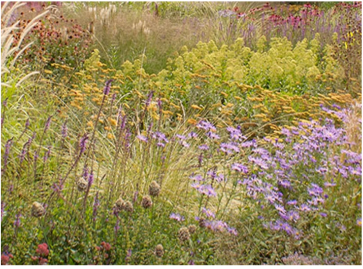 meadow flowers and grasses